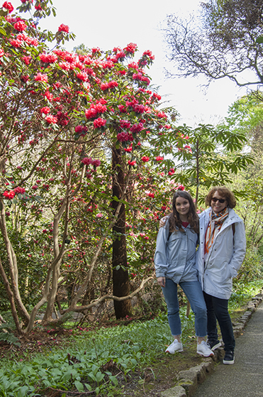 Trelissick Garden